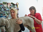 Willem,weimaraner van 12 jr krijgt acupunctuur voor zijn spondylosis. Dit helpt hem goed.